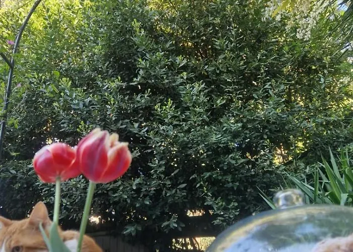 La Stanza Degli Abeti Blu Rome